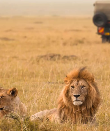 Sustainable Tourism Collaboration in Maasai Mara National Reserve